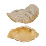 Блюдо для подачи 19,9*8 см h3,8 см Pearl Shell Frutti di Mare